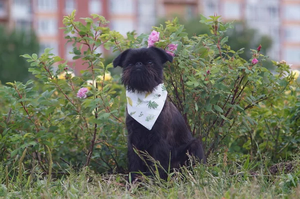 Başörtüsü takmış sevimli siyah köpek.