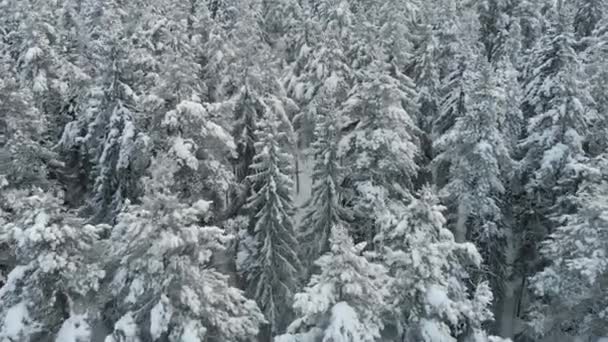 Vista aérea da floresta de inverno de abetos e pinheiros e colinas cobertos de neve. — Vídeo de Stock