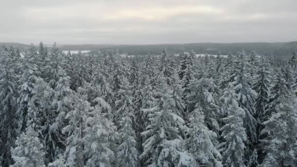 Зимовий ліс вид на ялинку і соснові дерева і пагорби, покриті снігом . — стокове відео