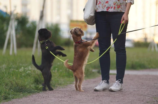 Bir kadın tasma takıyor iki köpeği eğitiyor.