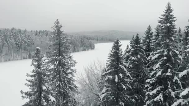 Maravillosa vista aérea de un bosque de pinos de invierno y un lago cubierto de nieve — Vídeos de Stock