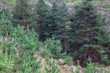 Dağlardaki yeşil orman Güzel köknar ağaçları.