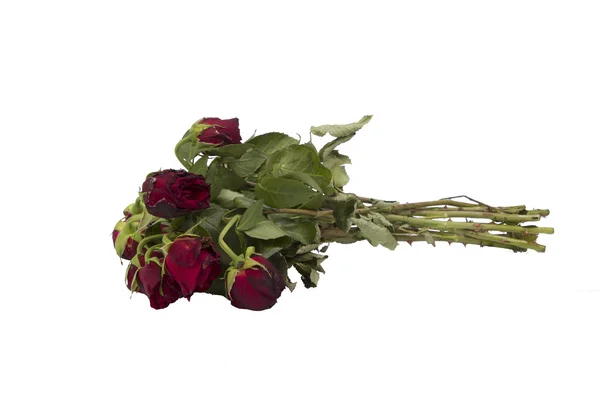 Old red rose bouquet isolated on white background — Stock Photo, Image