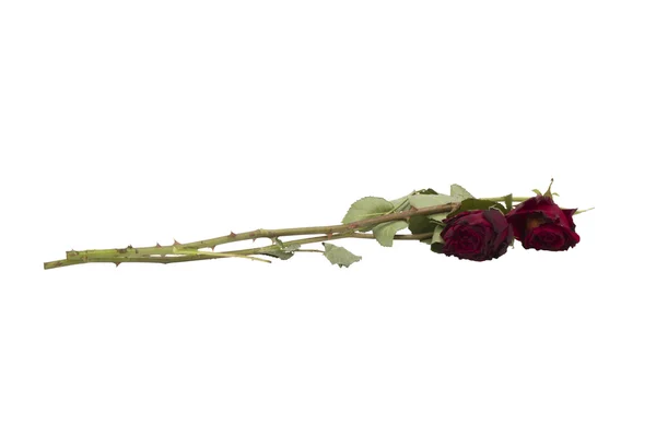 Two old red roses isolated on white background — Stock Photo, Image