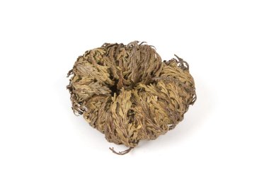 Beyaz arka plan üzerinde izole jerciho gülü