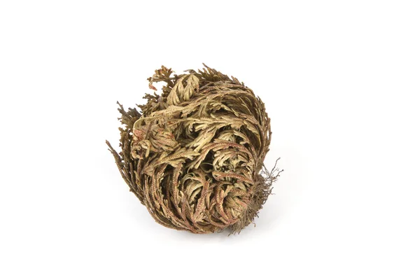 Rose of jericho isolerad på vit — Stockfoto