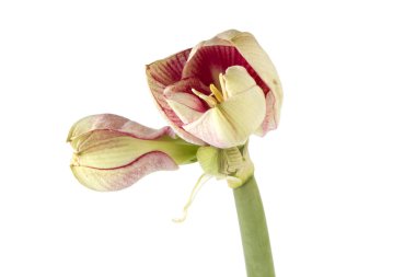 Gippeastrum, beyaz arka plan üzerinde izole nergis zambağı (lat. Hippeastrum, Amaryllis),