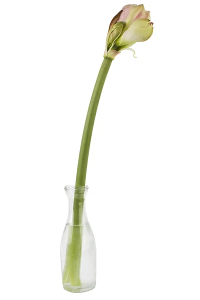 Amaryllis in einer Vase auf Weiß — Stockfoto