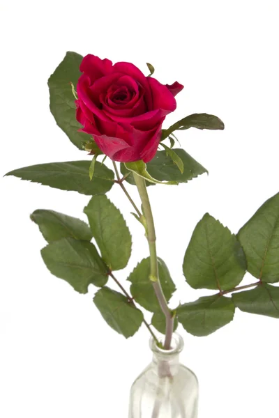 Closeup of red rose in vase on white — Stock Photo, Image