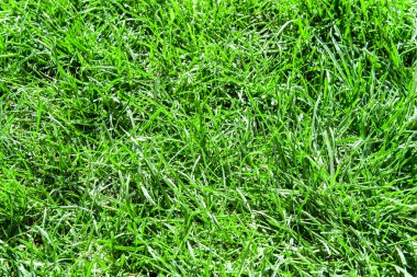 Arkaplan için yeşil çimen dokusu