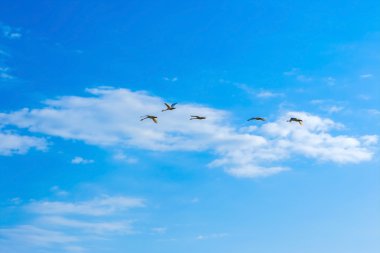 Bulutlar mavi bir gökyüzü uçan kuğu