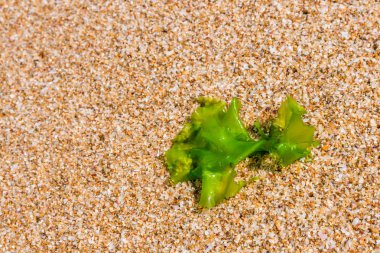 bir sahil kumu, closeup alg üzerinde deniz yosunu