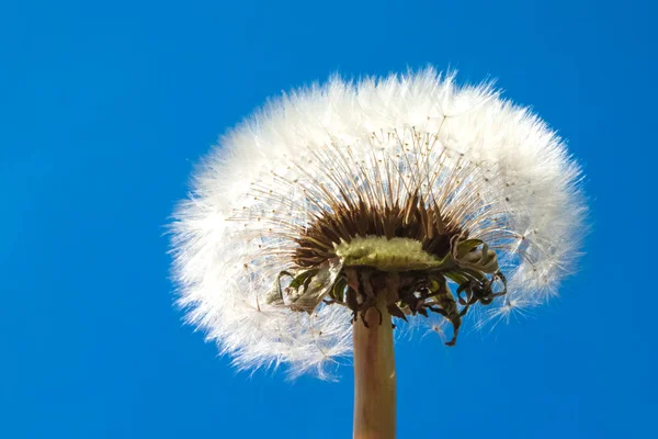 Diente de león sobre un fondo azul —  Fotos de Stock