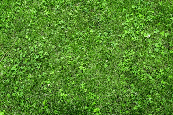 Bir tarladan yeşil çimen dokusu