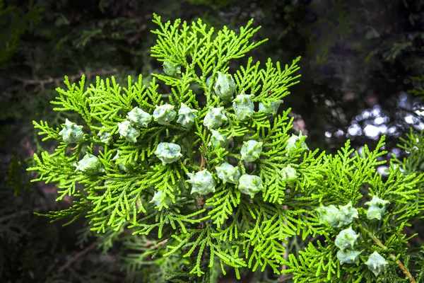 Textura verde — Foto de Stock