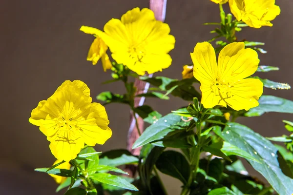 Bloem in de tuin — Stockfoto