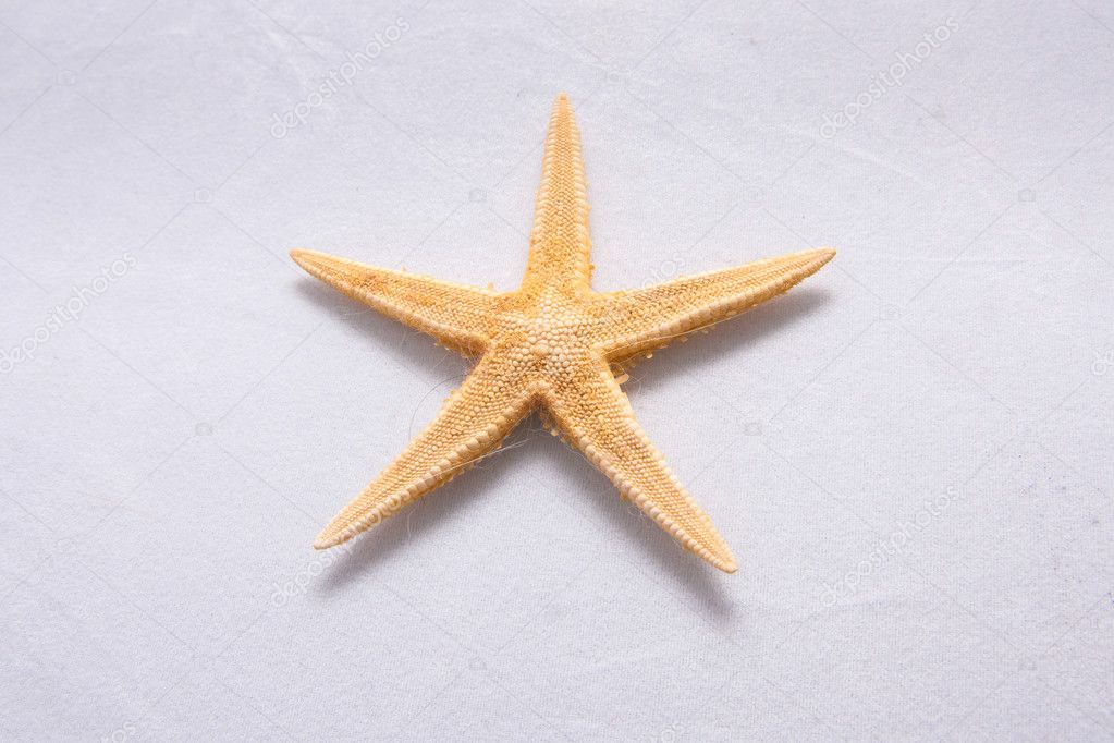 Starfish isolated in front of white background