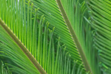 Yeşil palmiye yaprakları dokusu