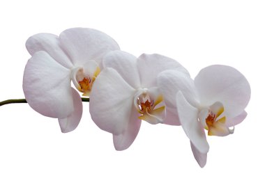 Beyaz arka planda izole edilmiş narin beyaz orkide çiçekleri. Çiçekli dal orkidesi Phalaenopsis veya Moth dendrobium, yakın plan.