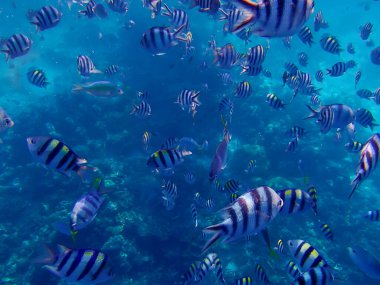 Suyun altında renkli bir grup tropikal balık. Filipin Adaları 'nda renkli bir sualtı dünyası. Odak noktasını seç. Deniz arkaplanı