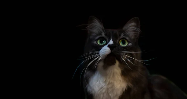 Portrét Krásné Černobílé Kočky Velkýma Zelenýma Očima Bílým Načechraným Knírkem — Stock fotografie