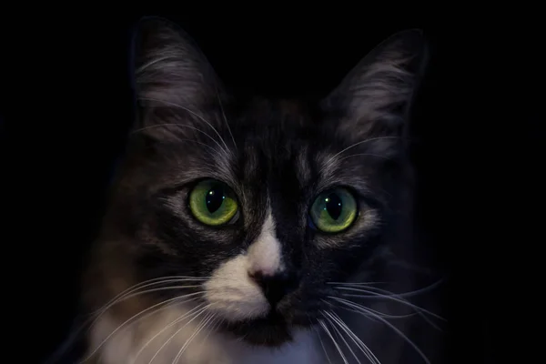 Retrato Belo Gato Preto Branco Com Grandes Olhos Verdes Bigode — Fotografia de Stock