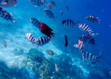 Suyun altında renkli bir grup tropikal balık. Filipin Adaları 'nda renkli bir sualtı dünyası. Odak noktasını seç. Deniz arkaplanı