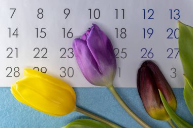 Takvimde farklı renklerde üç lale çiçeği var. Bahar tatili kavramı. Tatil için bir tebrik kartının planı.