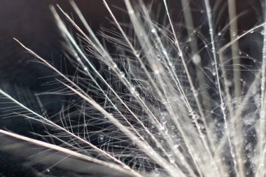 Bir karahindiba tohumunun yakın plan makro görüntüsü koyu arkaplanda çiy damlaları olan bir bitkinin güzel ve narin dantel desenlerini gösterir. Soyut karahindiba tohumu arka planı, küçük alan derinliği