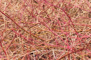 Yoğun büyüyen çalılıkların parlak, soyut, doğal bir arka planı. İlginç bir iç içe, doğal bir düzen.