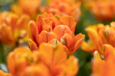 Baharda çiçek açan laleler, arka planda bulanık bir güneş ışığıyla. Parlak çiçek arkaplanı bahar arkaplanı