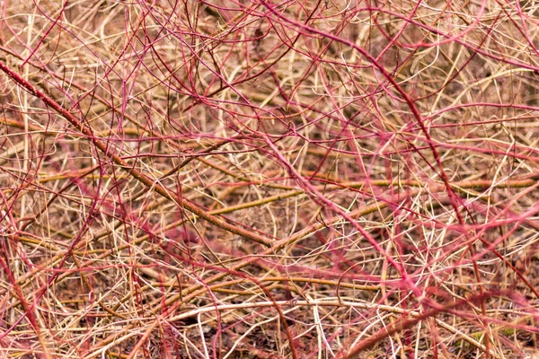 A bright, abstract, natural background of the branches of densely growing shrubs. Interesting interweaving, natural pattern
