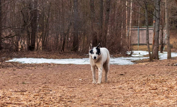 A large dog with beautiful blue eyes in the park, without a muzzle, looks at me warily