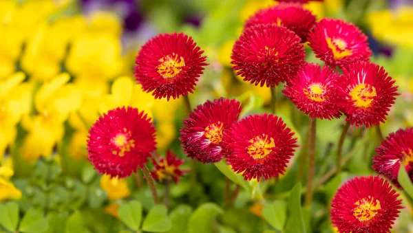 Sommer Leuchtend Rote Blumen Auf Einem Verschwommenen Gelb Grünen Hintergrund — Stockfoto