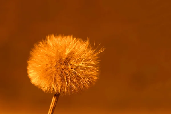 Flauschige Kappe Aus Löwenzahnsamen Nahaufnahme Der Feurigen Farbe Des Sonnenuntergangs — Stockfoto