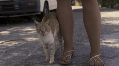 Rodos, Yunanistan: Hayvan sevgisi. Bir kedinin dost canlısı vücut dili. Sevimli ve sevimli kedi sokakta yabancıyla oynuyor. Kedi yüzünü ayaklarına sürer..