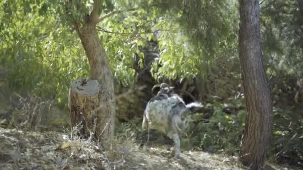 Chalki Halki Island Řecko Divoká Koza Potulující Lesem — Stock video