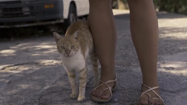 Rhodes Greece Animal Display Affection Friendly Body Language Cat Feline — Stock Video
