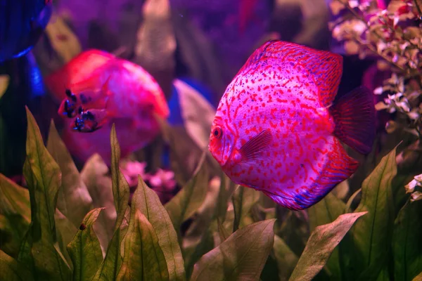 Symphysodon Discus Red Discus Heckel Discus Είδος Κιχλίδας Ενδημικό Των — Φωτογραφία Αρχείου