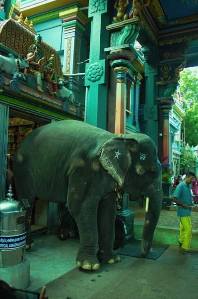 Pondicherry Sur India Octubre 2018 Elefante Saliendo Templo Hindú Arulmigu —  Fotos de Stock
