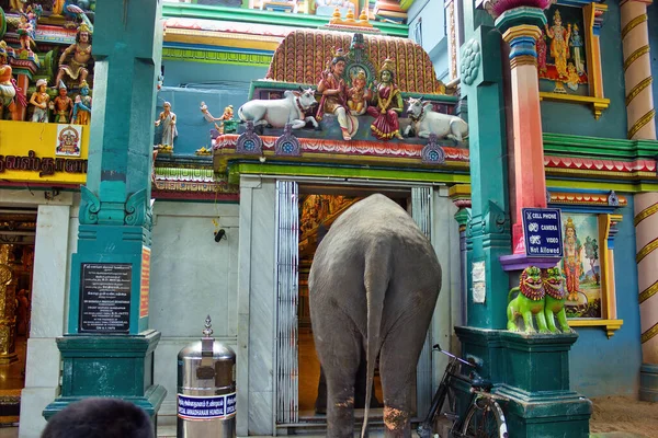 南インドのポンディシェリ 2018年10月30日 神のガネーシャに捧げられたプドゥチェリー連邦準州にあるArulmigu Manakula Vinayagar Hindian寺院に入る象 — ストック写真