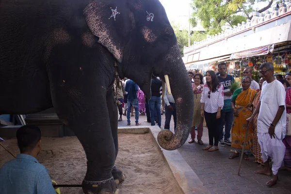 Pondicherry India October 2018 Elephant Standing Bless People Using Trunk — Stock Photo, Image