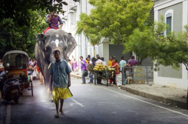 Pondicherry, Hindistan - 30 Ekim 2018: Hint geleneklerine göre Hintli bir rahip bir filin önünde yürüyordu.