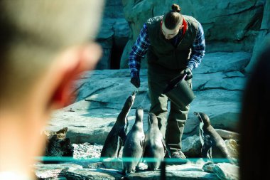 Krakow, Polonya: Yazın açık Blonia parkında evcil köpeğini gezdiren bir adam. Blonia Park, şehrin tarihi merkezine bitişik 48 hektarlık bir alana sahip uçsuz bucaksız bir çayır.