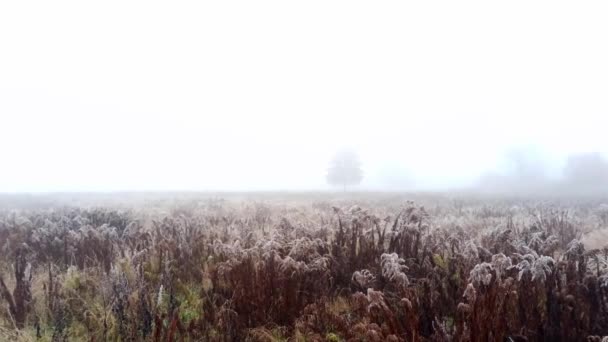 Aufnahmen Von Nebel Und Gras Das Mit Schneeflocken Bedeckt Ist — Stockvideo