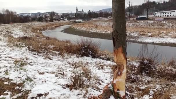 Limanowa South Poland Partially Cut Tree River Winter White Snow — Vídeo de stock