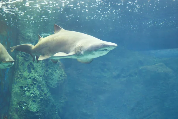 A shark swimming underwater aka The sand tiger shark (Carcharias taurus), is a species of shark that inhabits subtropical and temperate waters worldwide