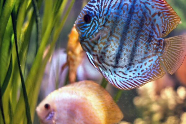 Paletki Wild Discus Královské Modré Ryby Plavat Jeho Přirozeném Prostředí — Stock fotografie