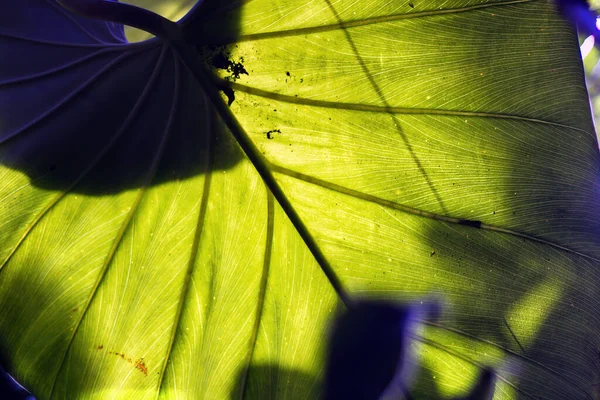 Astratto Sfondo Della Trama Modello Linea Una Grande Foglia Verde — Foto Stock