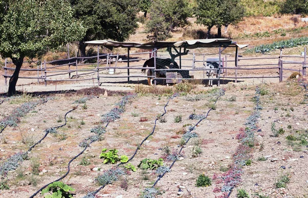 一个开放的生物农业农场园艺概念与宠物家庭马绑在棚子后面的围栏 希腊克里特岛的农村生活概念 — 图库照片